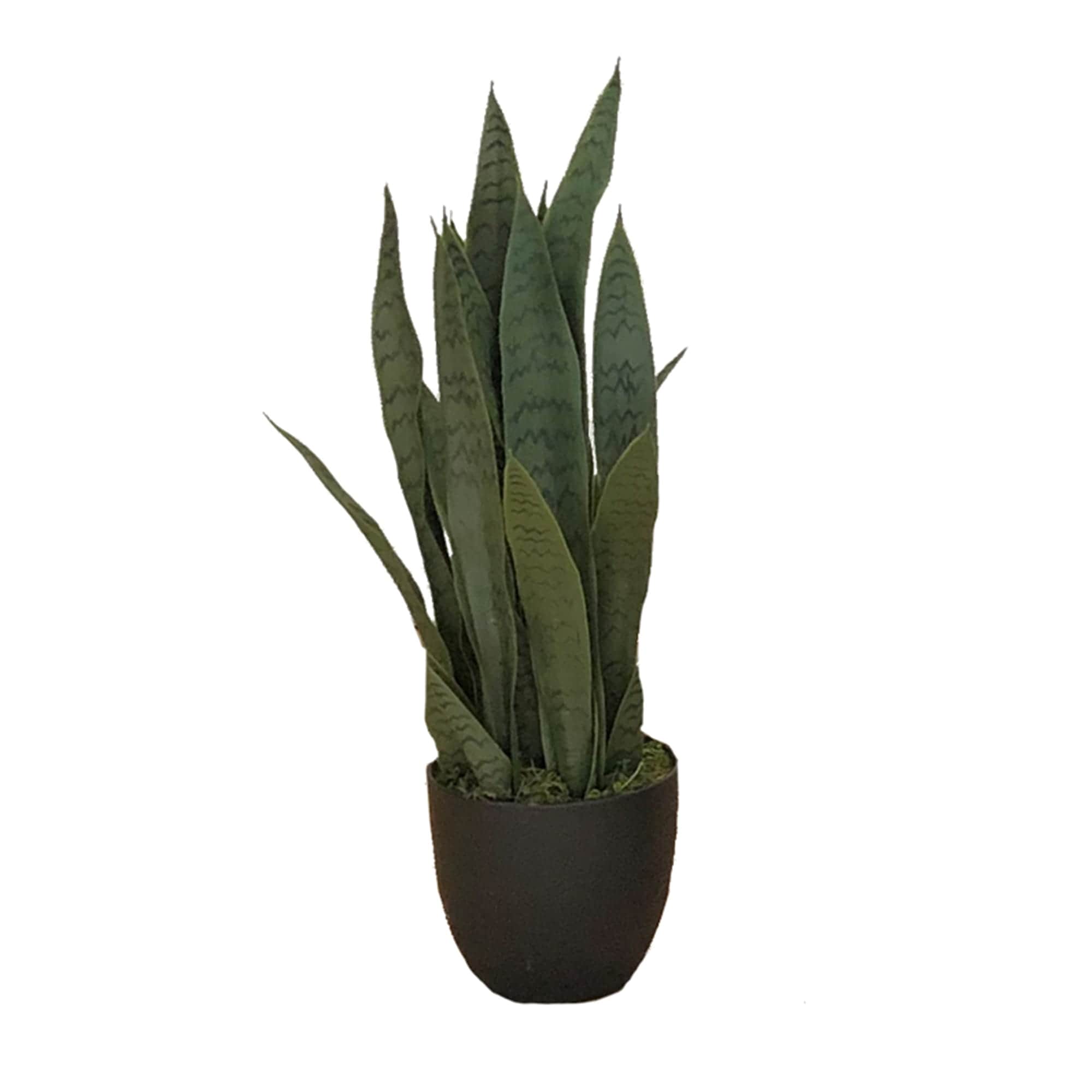 Plante artificielle Sansevieria Zelenica 65cm
