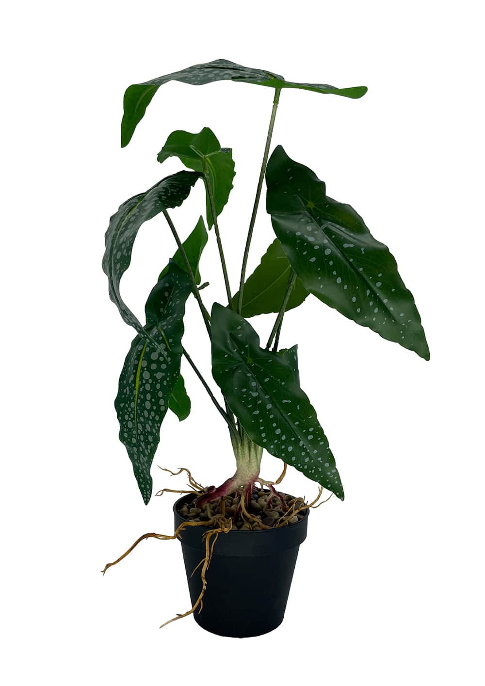 Plante Bégonia artificielle 35 cm