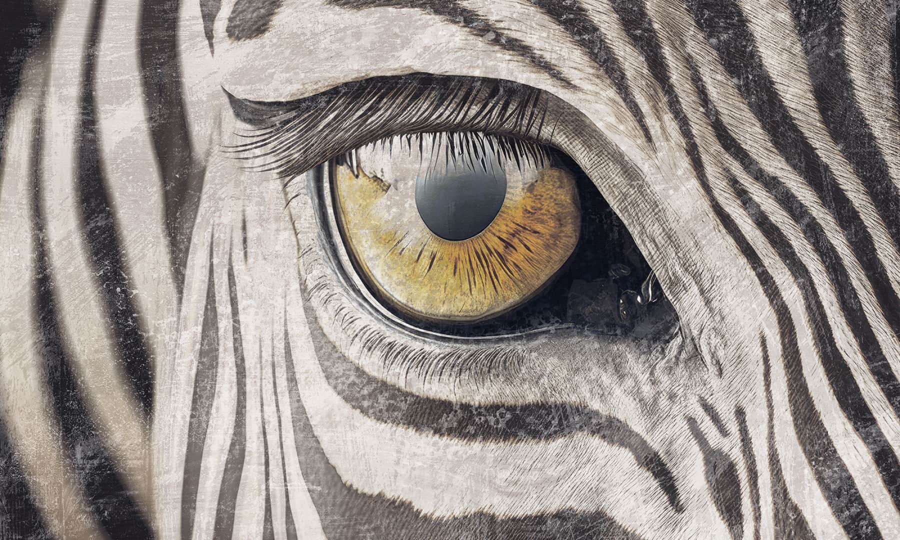 Papier peint Zebra gaze